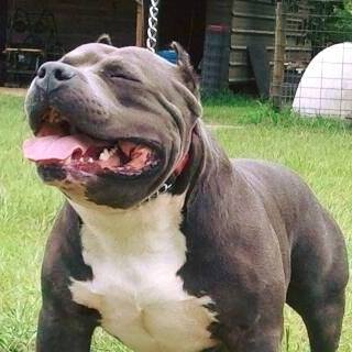Profile Picture of Staffy Au (@andrew.souza.37669) on Facebook