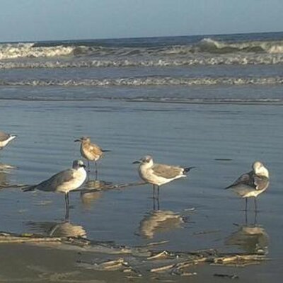 Profile Picture of Ann Bomar Wade (@BomarAnn) on Twitter