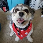 Profile Picture of Matt Merritt (@boozillagorilla) on Instagram