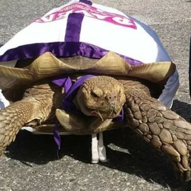 Profile Picture of Darwin The Amazing ♤ (@DarwinHarris16) on Twitter