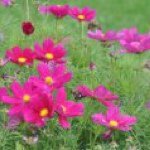 Profile Picture of Joanne Gauthier (@mouskar) on Instagram