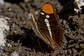 Profile Picture of Adelpha bredowiion Wikipedia