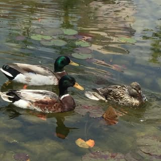 Profile Picture of Aubrey Rose Newcomb (@aubreyrosenewcomb) on Instagram