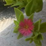 Profile Picture of shadi haji abbas zadeh (@shadi_haj_) on Instagram