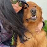 Profile Picture of 🔥Goldenretriver_family🔥 (@belfi_leo_lara) on Instagram