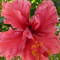 Profile Picture of Cynthia Cheney (@cynthia-cheney-1) on Quora
