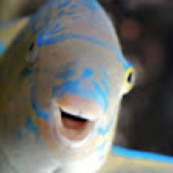 Profile Picture of Fish Fish (@kaylee_tan) on Poshmark