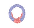 Profile Picture of Ingression (biology)on Wikipedia