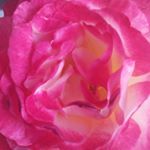 Profile Picture of Pam Lovett (@pama_lovett65) on Instagram