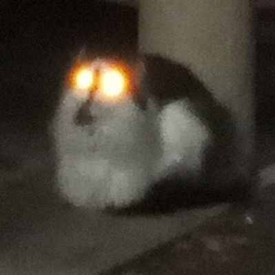 Profile Picture of Aaron Schimmel (@AaronSchimmel2) on Twitter