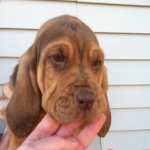 Profile Picture of Brian Wilbanks (@grant_mtn_bloodhounds) on Instagram