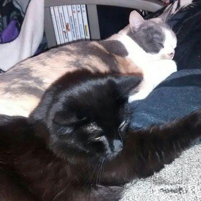 Profile Picture of Sonja Marsh (@marsh_sonja) on Twitter