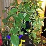 Profile Picture of Pamela Mathis (@mathis.pamela) on Instagram