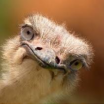 Profile Picture of Michaël Rousseau (@Lilgangsta45) on Twitter