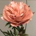 Profile Picture of Janice Heith (Creations by Janice Heith) (@Janice-Heith) on Facebook