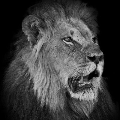 Profile Picture of Chris Higgins (@chrishiggins) on Tiktok