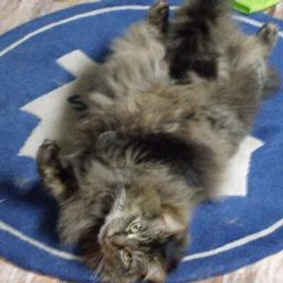 Profile Picture of Regg Struyk (@ReggStruyk) on Twitter