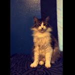 Profile Picture of Basil June (@basilfoxyy) on Instagram