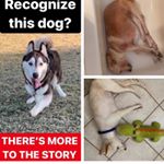 Profile Picture of The Truth About April Addison (@clydethesuperhusky_truth) on Instagram