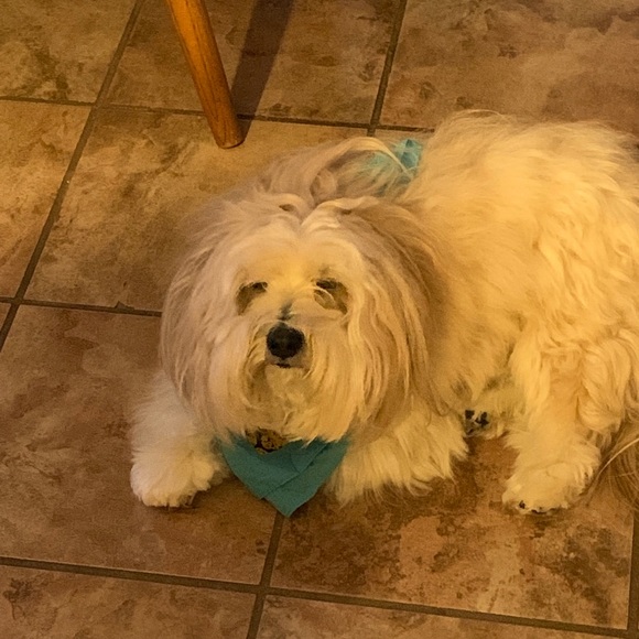 Profile Picture of Kim Kish (@bodri123) on Poshmark