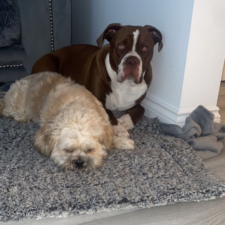 Profile Picture of Brian and Norris (@brianandnorris) on Tiktok