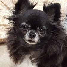 Profile Picture of Sheila Cannon Jones (@SheilaCannonJo1) on Twitter