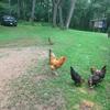 Profile Picture of Phyllis Ryan13 (@@fairwindfarm) on Tiktok