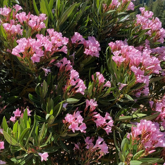 Profile Picture of Dot Bloedorn (@debloedorn) on Poshmark