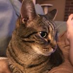 Profile Picture of Henry Manning (@hank_thecat01) on Instagram