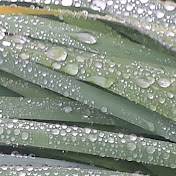 Profile Picture of Cathy Allen (@cathyallen6148) on Youtube