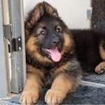 Profile Picture of Raven 🎀🐾 (@ravenlongcoatgsd) on Instagram