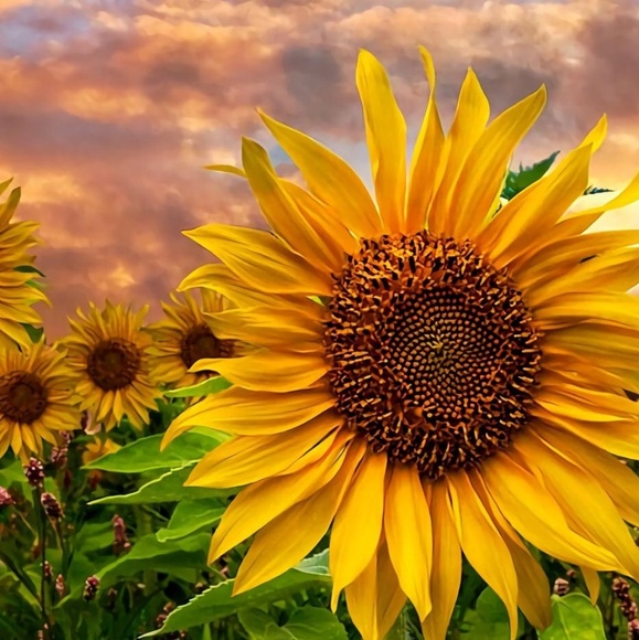 Profile Picture of Deb Schmeltzer (@debs2019) on Poshmark