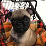 Profile Picture of Kim Mowrey (@nursekimmowrey) on Instagram