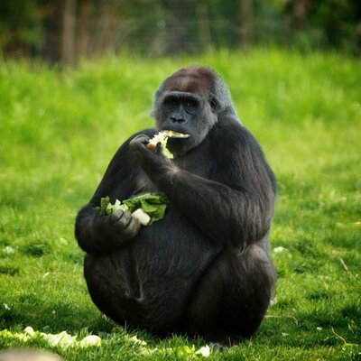 Profile Picture of Danny Tsang (@dbtsang) on Twitter