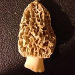 Profile Picture of Stephen Long (@forwardcooking) on Instagram