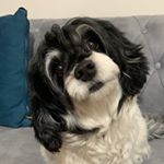 Profile Picture of Lucy (@lucy.terrer_shih_tzu) on Instagram