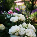 Profile Picture of Garten & Trödelladen am Schloß (@garten_am_schloss) on Instagram