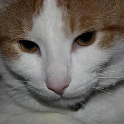 Profile Picture of Andre Collin (@Andyditlelapin) on Twitter