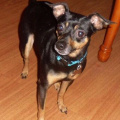 Profile Picture of W. Robin Findlay (@robfin4) on Twitter