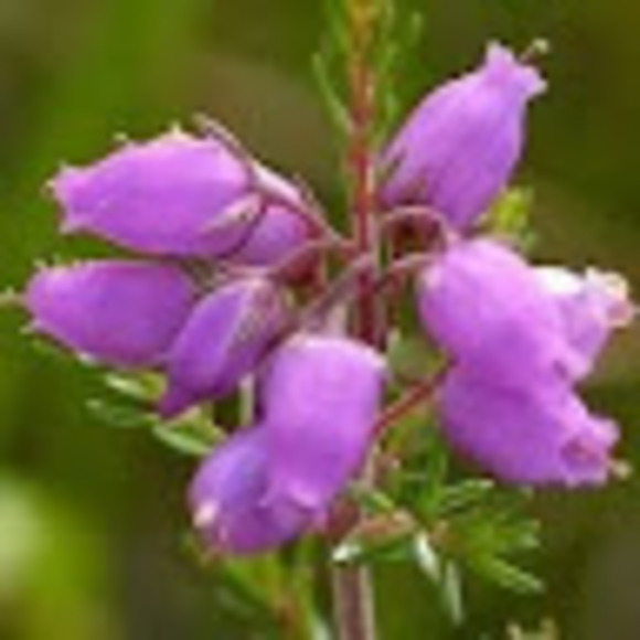 Profile Picture of Heather Stevenson (@joylovenoel) on Poshmark