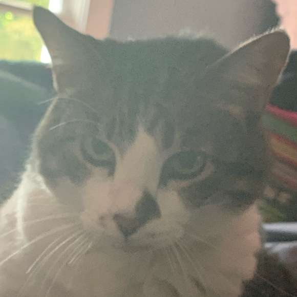 Kiana Grassley - Poshmark Profile Picture of Kiana Grassley (@meshiro) on Poshmark