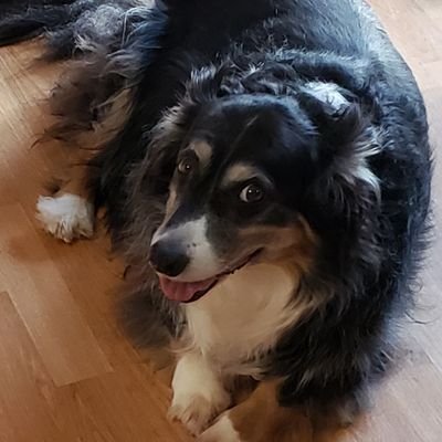 Profile Picture of Jeff Ferry (@DrKankles) on Twitter