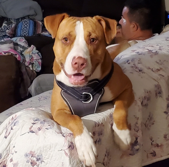 Profile Picture of Lidia Pedraza (@cutelid) on Poshmark