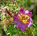 Profile Picture of Rosa minutifoliaon Wikipedia