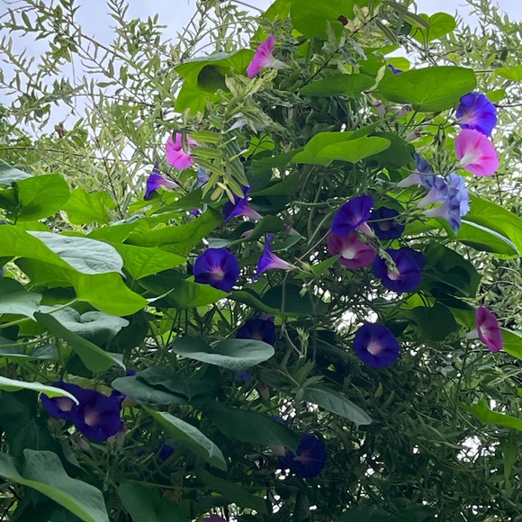 Profile Picture of Sharon Counts (@sharon_counts) on Poshmark