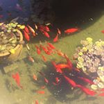 Profile Picture of Ray Mc Cusker (@raymccusker1955) on Instagram
