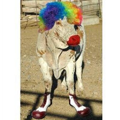 Profile Picture of Mari M Rodrigues (@vet_mari) on Twitter