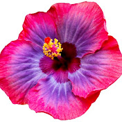 Profile Picture of Melanie Toledo (@melanietoledo1437) on Youtube