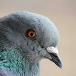 Profile Picture of w i piccioni (@andrews_il_piccione) on Instagram