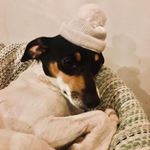 Profile Picture of Lucas 🐶 (@lucas_foxterrier) on Instagram